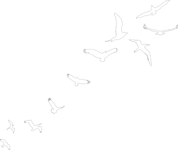 Birds_flying_free